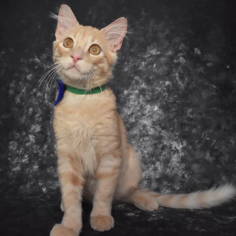 A baby small-sized male Orange / Red Domestic Short Hair cat named Captain Malcolm Reynolds for adoption in Overland Park, KS