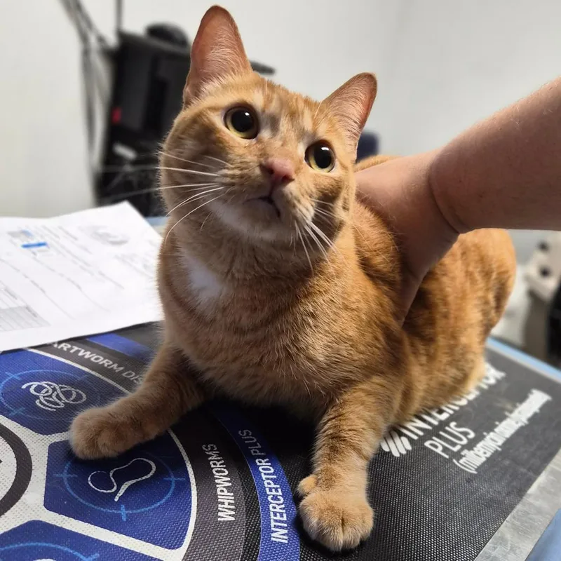 An adult medium-sized female Orange / Red Domestic Short Hair cat named Jodi for adoption in Wahiawa, HI