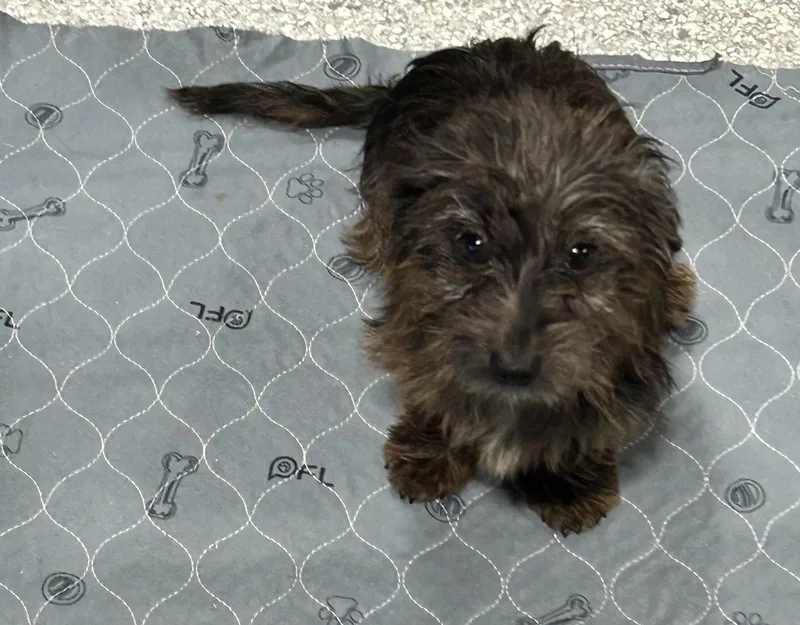 Dorkie . Lbs thumbnail 3