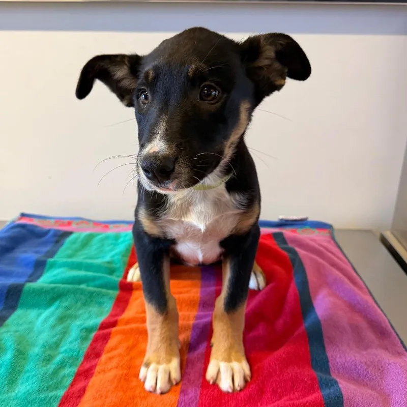 A baby small-sized female Black Shepherd dog named IVHSStray for adoption in San Gabriel, CA