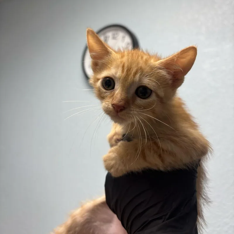 A baby small-sized male Orange / Red Domestic Short Hair cat named Chess for adoption in Riverside, CA