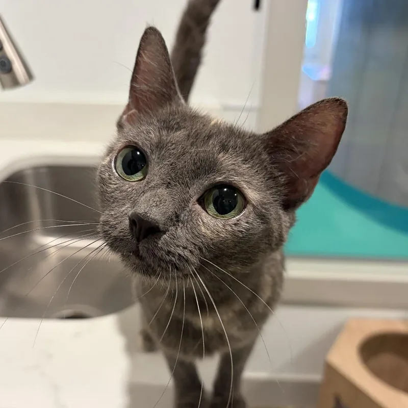 A young medium-sized female Gray / Blue / Silver Domestic Short Hair cat named Ursula for adoption in Louisville, KY