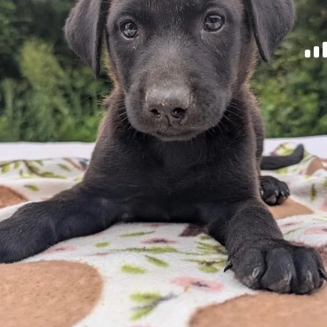 Nova