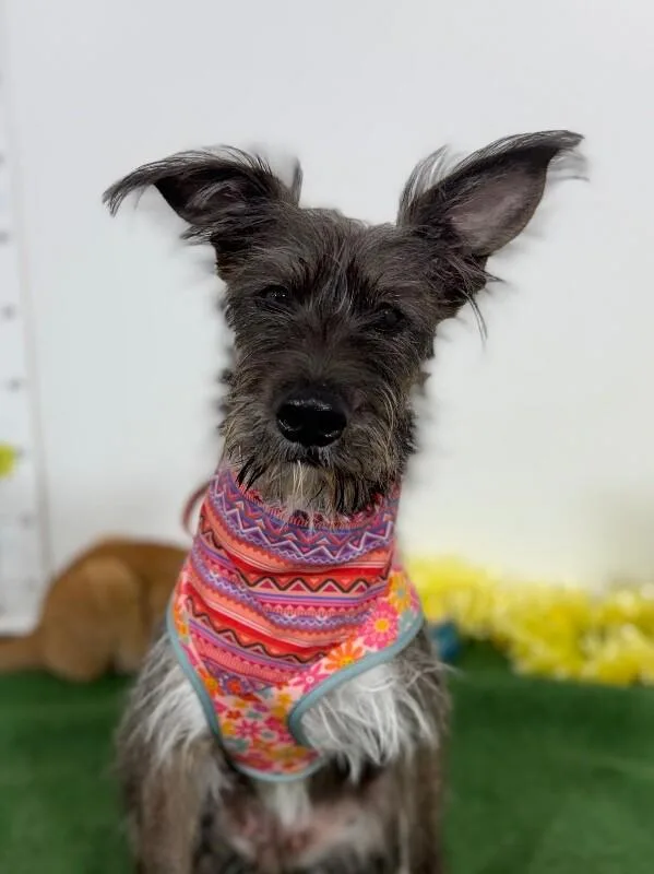 A young medium-sized female Gray / Blue / Silver Schnauzer dog named Bela for adoption in Carlsbad, CA