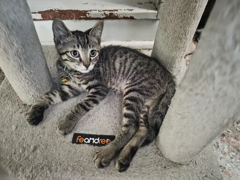 A baby medium-sized male Tabby (Brown / Chocolate) Domestic Short Hair cat named Vlad for adoption in Maitland, FL