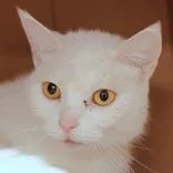 An adult medium-sized female White Domestic Short Hair cat named Kisses for adoption in Hilliard, OH