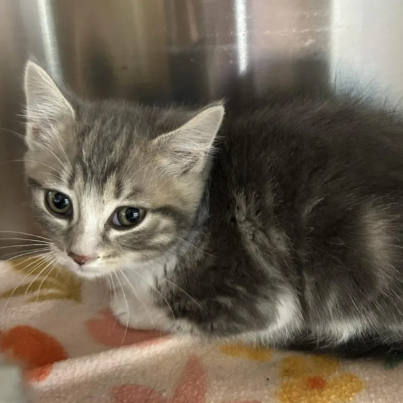 A baby small-sized female Gray / Blue / Silver Domestic Short Hair cat named Serena for adoption in Knoxville, TN