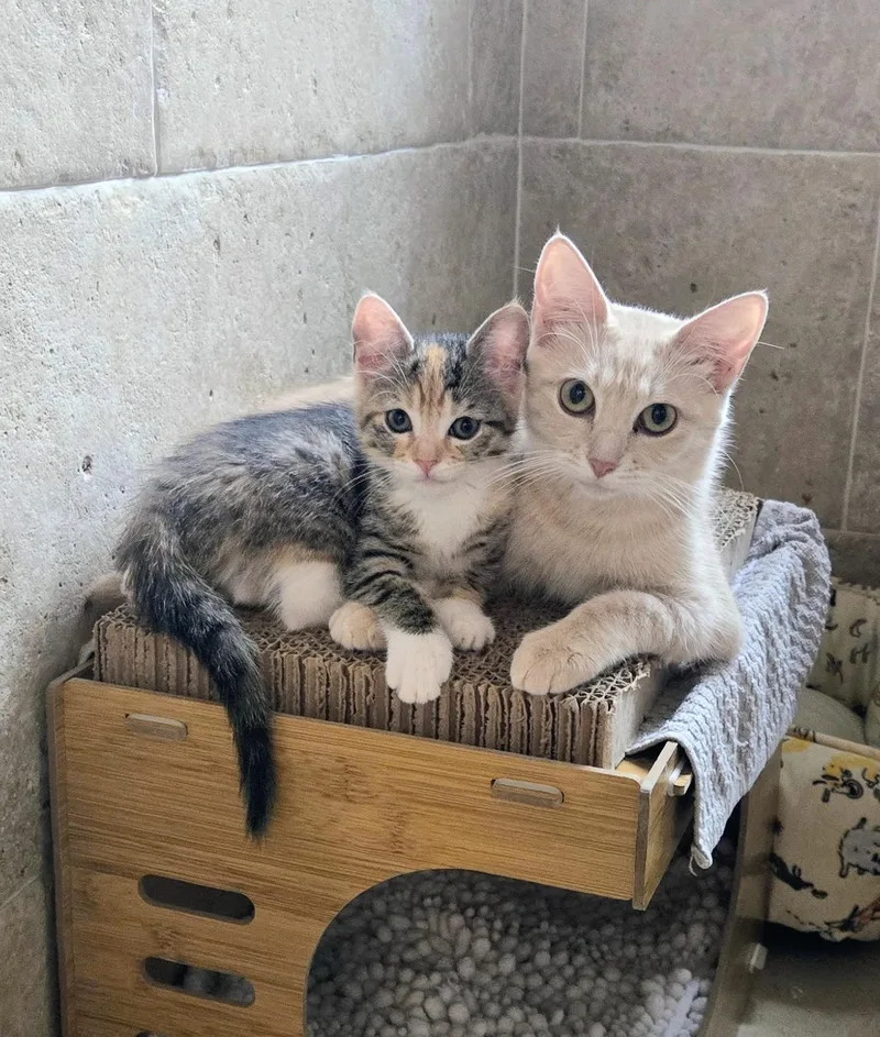 A young small-sized female Buff / Tan / Fawn American Shorthair cat named Dolly Pawton for adoption in Staten Island, NY