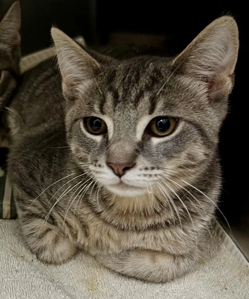 A baby medium-sized male Tabby (Gray / Blue / Silver) Domestic Short Hair cat named Conan for adoption in Culpeper, VA