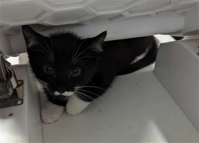 A baby small-sized female Domestic Medium Hair cat named Lizzie for adoption in Brunswick, GA