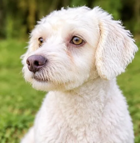An adult small-sized male White / Cream Miniature Poodle dog named Rambo for adoption in Foley, AL