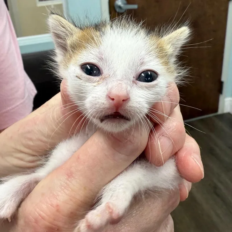 A baby small-sized female White Domestic Short Hair cat named Quijote for adoption in Hamburg, NY