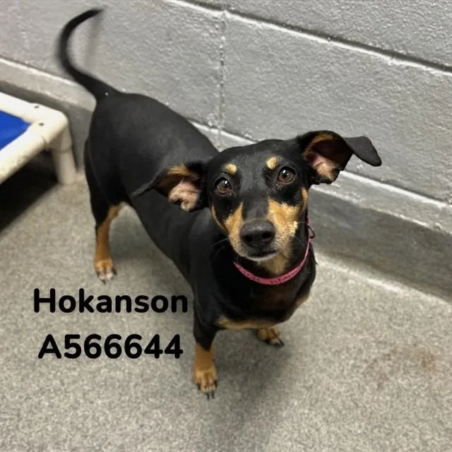 An adult medium-sized female Dachshund dog named Hokanson for adoption in Huntsville, AL