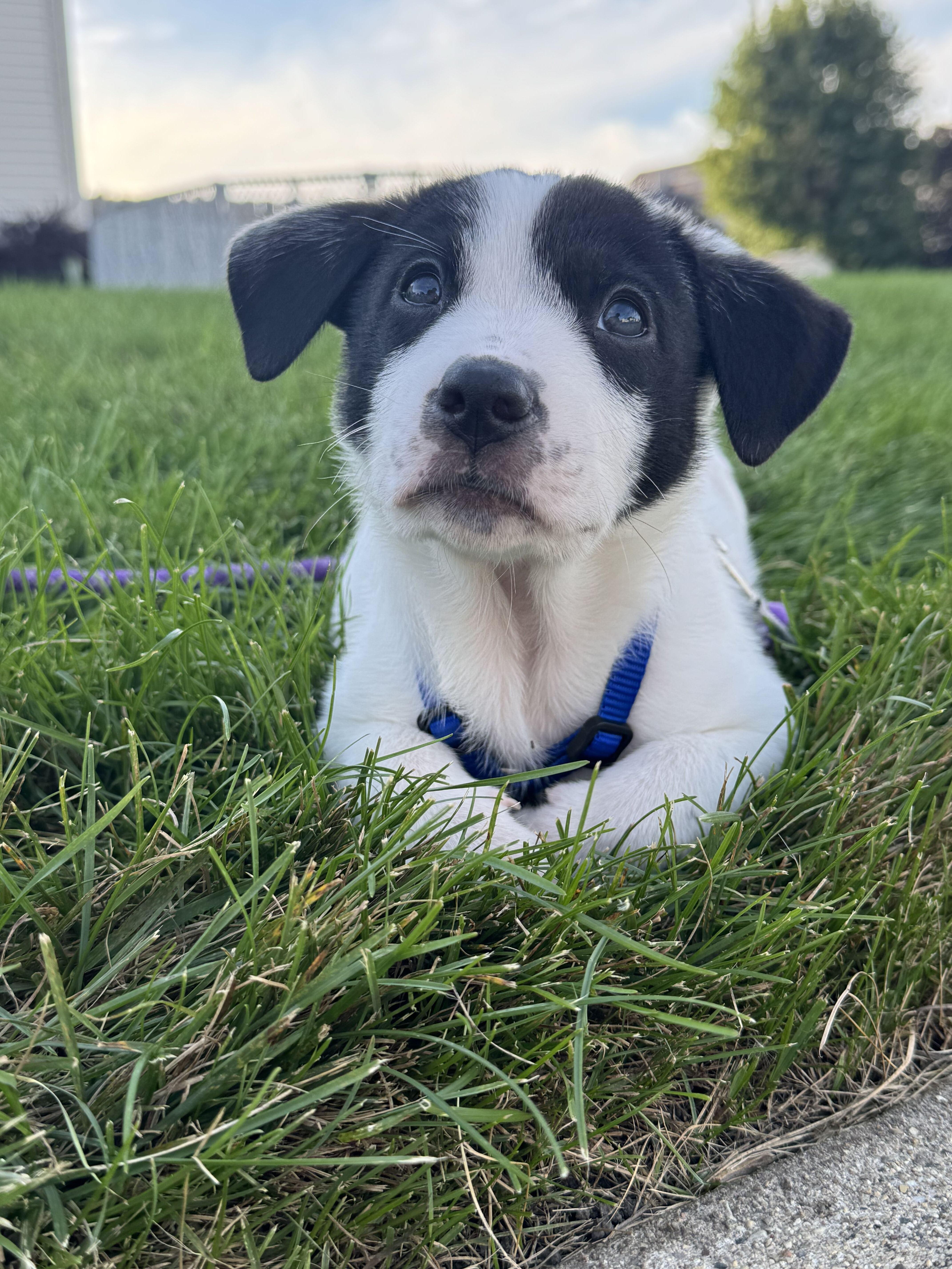 A baby medium-sized male Australian Cattle Dog / Blue Heeler dog named Knox for adoption in Grayslake, IL