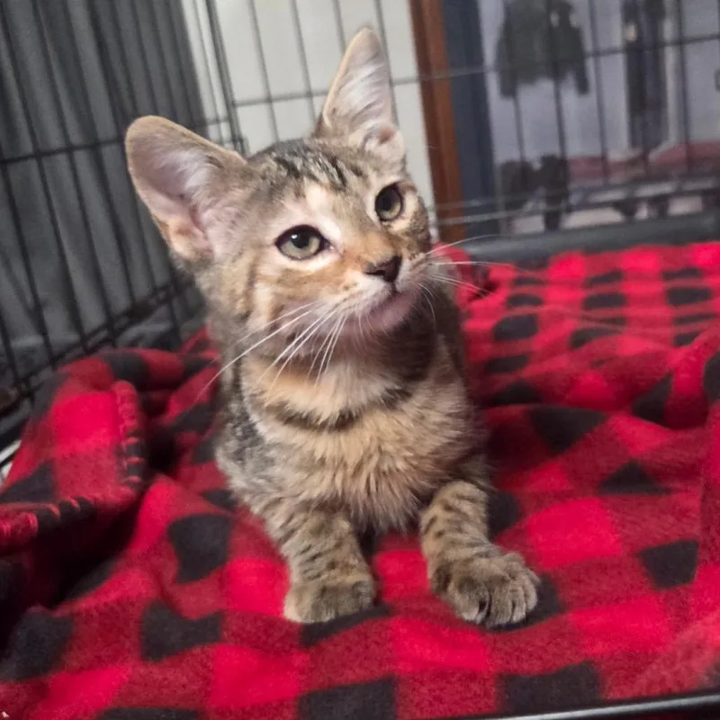 A baby small-sized female Brown / Chocolate Domestic Short Hair cat named Duchess for adoption in Philadelphia, PA