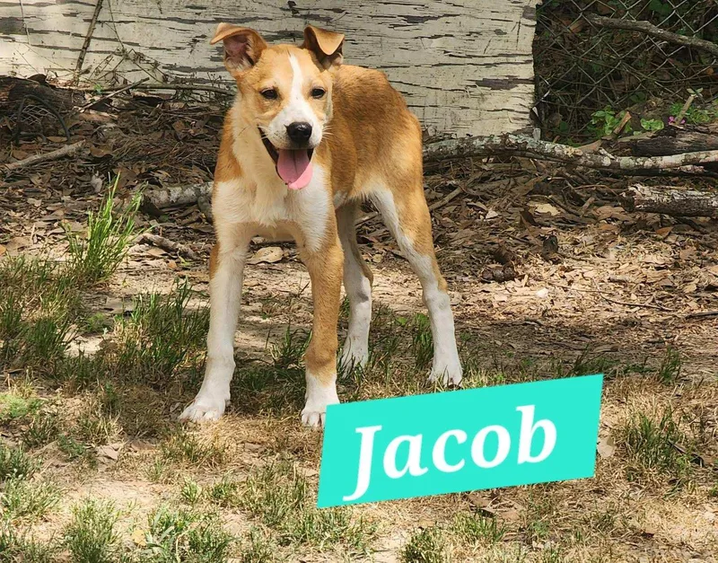 A baby medium-sized male Mixed Breed dog named Jacob for adoption in Rock Hill, NY