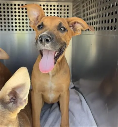 A baby large-sized female Pit Bull Terrier dog named Coral for adoption in Mesa, AZ