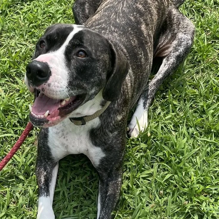 An adult large-sized male Labrador Retriever dog named Diesel for adoption in Richboro, PA
