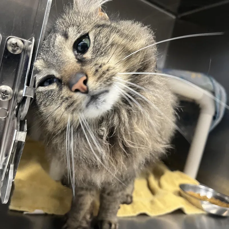 A senior large-sized female Brown / Chocolate Domestic Long Hair cat named Morticia for adoption in Fort Wayne, IN