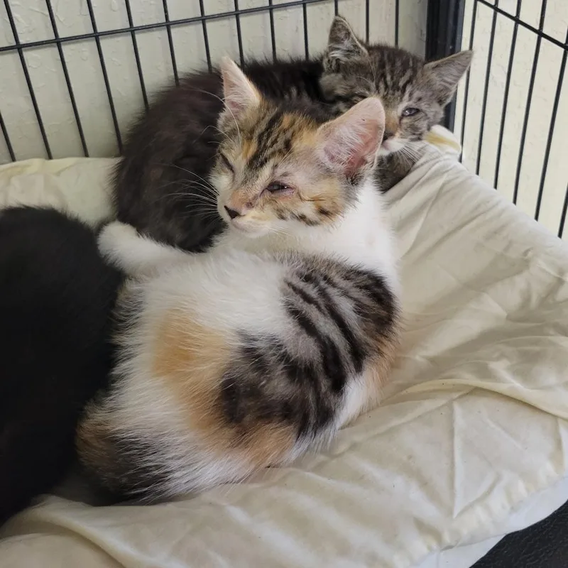 A young small-sized female Domestic Short Hair cat named Dottie for adoption in Willows, CA