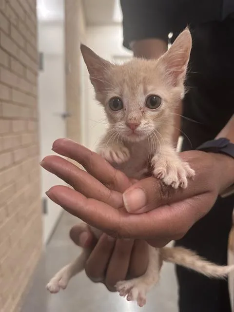 A baby medium-sized male Domestic Short Hair cat named Acorn for adoption in Houston, TX