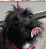 Poppy