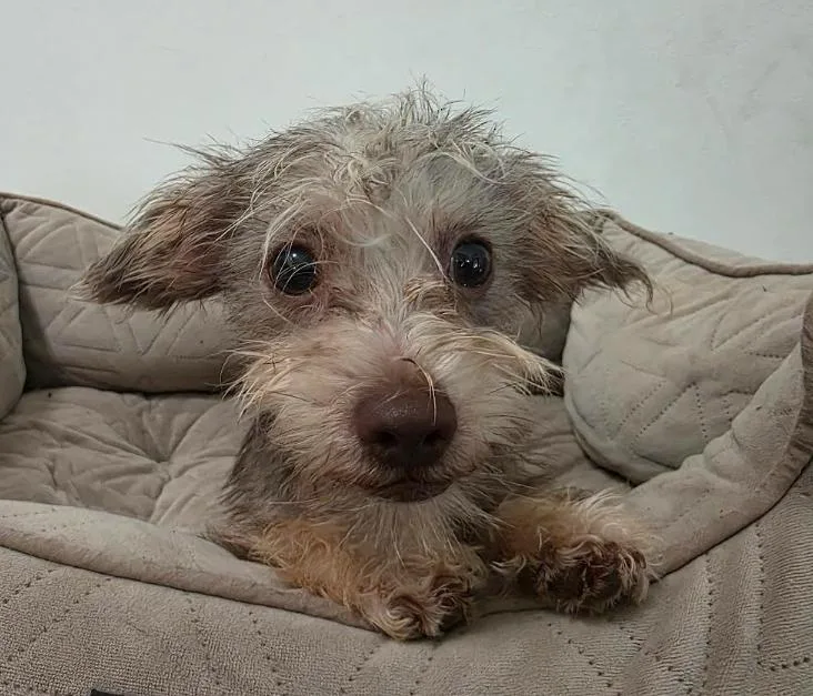 A baby small-sized male Miniature Schnauzer dog named Max for adoption in Manvel, TX