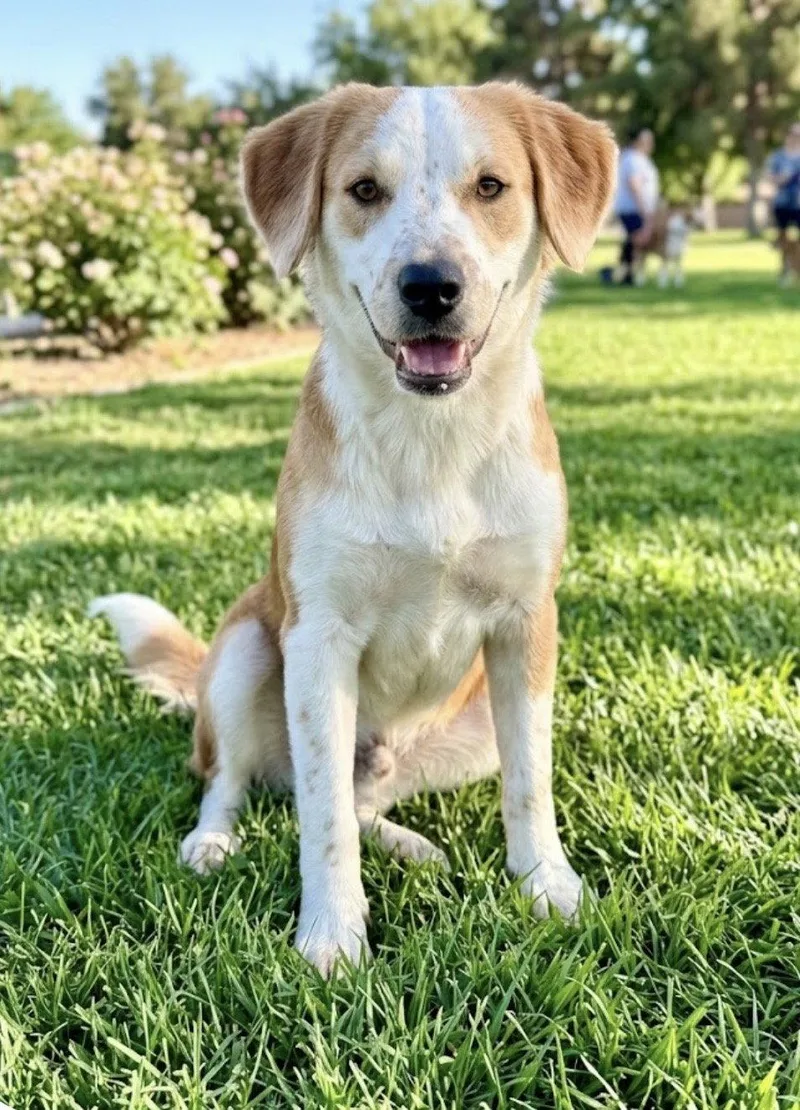 A young medium-sized male Brittany Spaniel dog named Atlas for adoption in Orange, CA