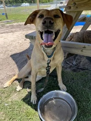 An adult large-sized female Labrador Retriever dog named Lucky for adoption in Manteo, NC