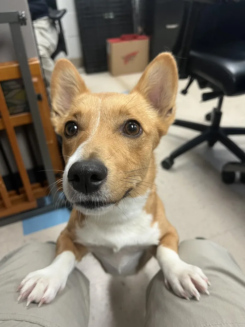 A young medium-sized female Red / Chestnut / Orange Cardigan Welsh Corgi dog named Petunia for adoption in Ashland, VA