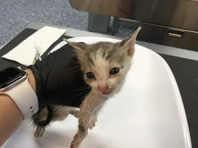 A baby small-sized male Domestic Short Hair cat named Udon for adoption in Thousand Palms, CA