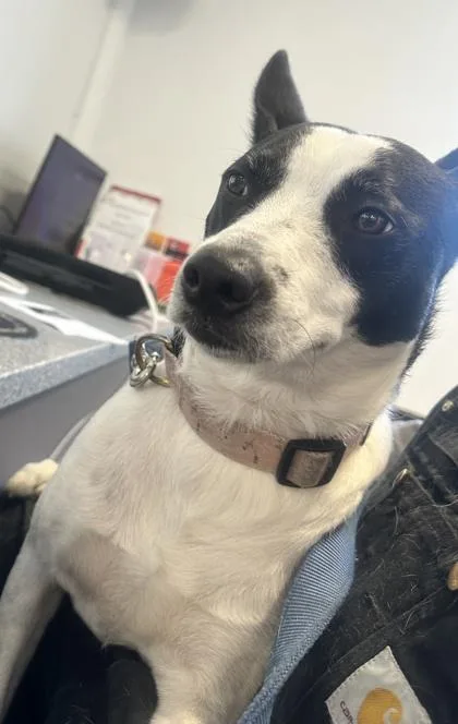An adult medium-sized male Mixed Breed dog named Scout for adoption in West Chester, PA