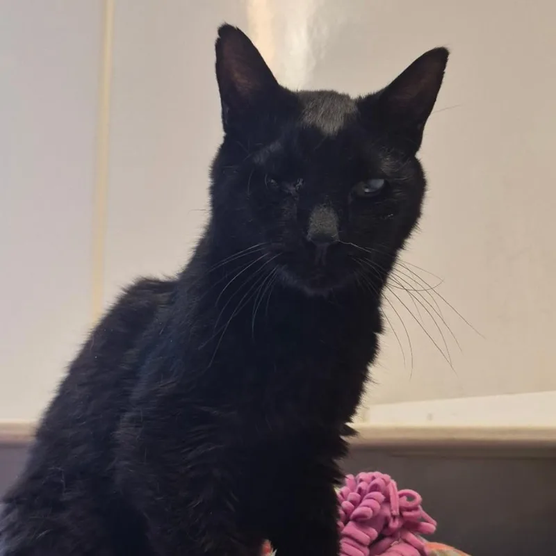 A senior medium-sized male Black Domestic Short Hair cat named Baracus for adoption in Indiana, PA