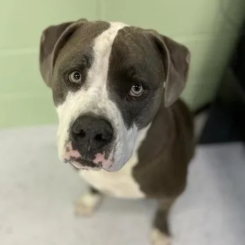 An adult large-sized male Brown / Chocolate Terrier dog named Meatloaf for adoption in Rapid City, SD