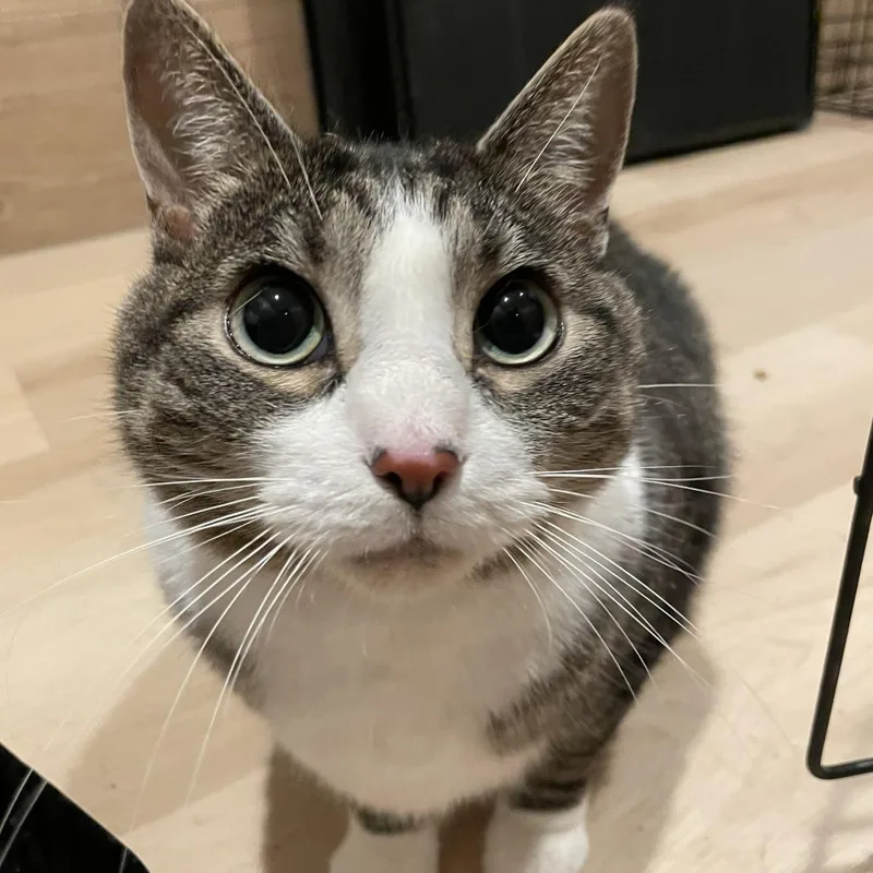 An adult small-sized male Domestic Short Hair cat named Forest aka Meatball for adoption in Farmington, MN