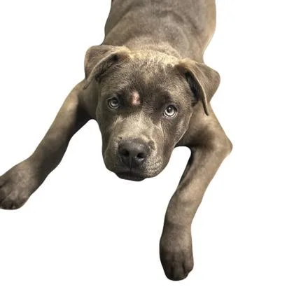 A baby medium-sized male Pit Bull Terrier dog named Oliver for adoption in Red Bluff, CA