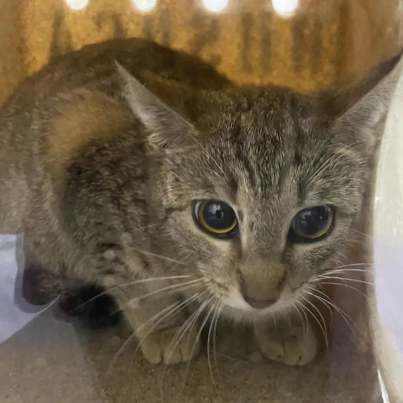 An adult medium-sized female Brown / Chocolate Domestic Short Hair cat named 70964 for adoption in Harrisonburg, VA