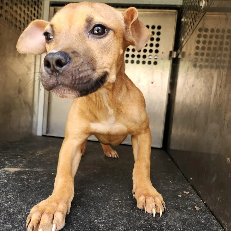 A young small-sized female Brown / Chocolate Pit Bull Terrier dog named Lottie for adoption in Birmingham, AL