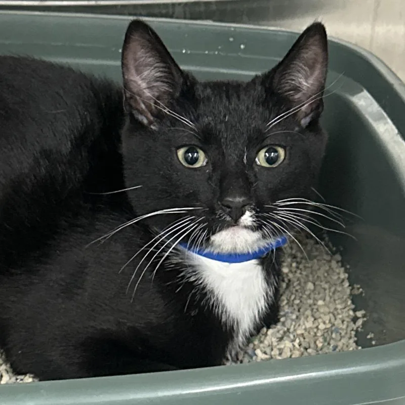 A baby medium-sized male Domestic Short Hair cat named Plankton for adoption in Montgomery, AL