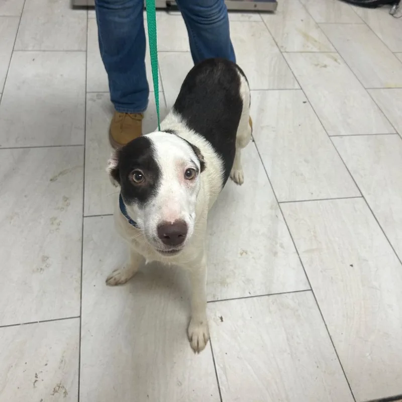 A baby medium-sized male White / Cream Mixed Breed dog named Musso for adoption in Lufkin, TX