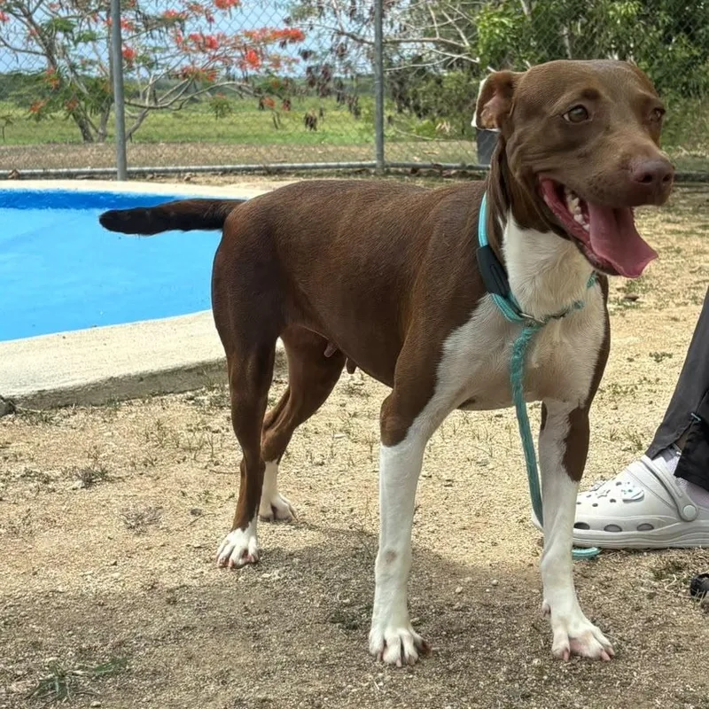 An adult medium-sized female American Staffordshire Terrier dog named Bambi for adoption in Humacao, PR
