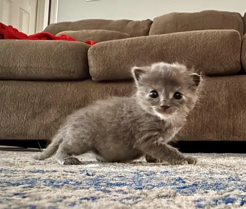 A baby small-sized female Gray / Blue / Silver Domestic Short Hair cat named Yahtzee for adoption in Jackson, GA