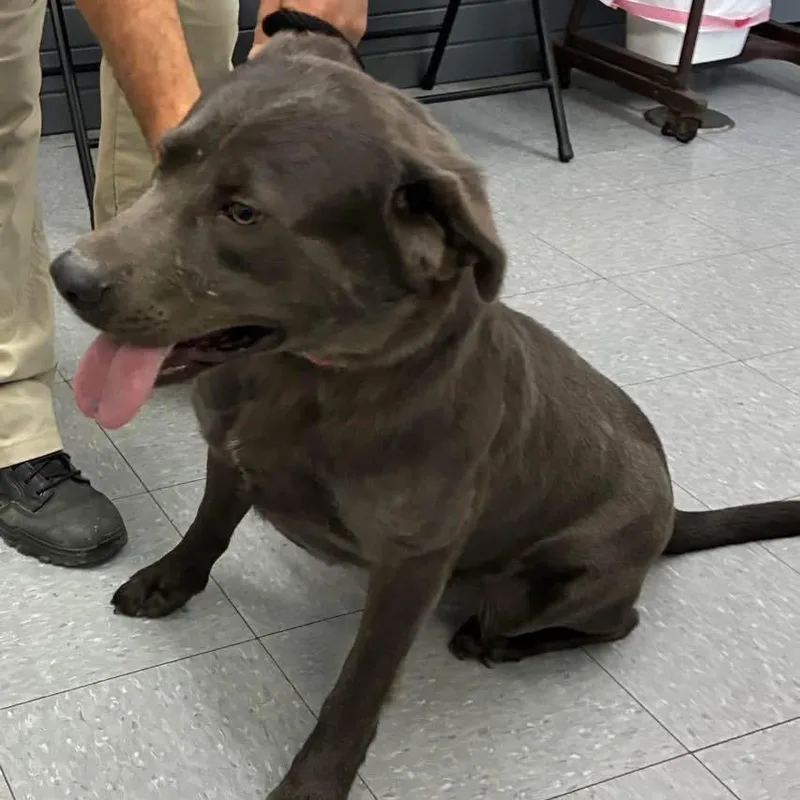 An adult large-sized male Gray / Blue / Silver Labrador Retriever dog named Tate for adoption in Saint John, IN