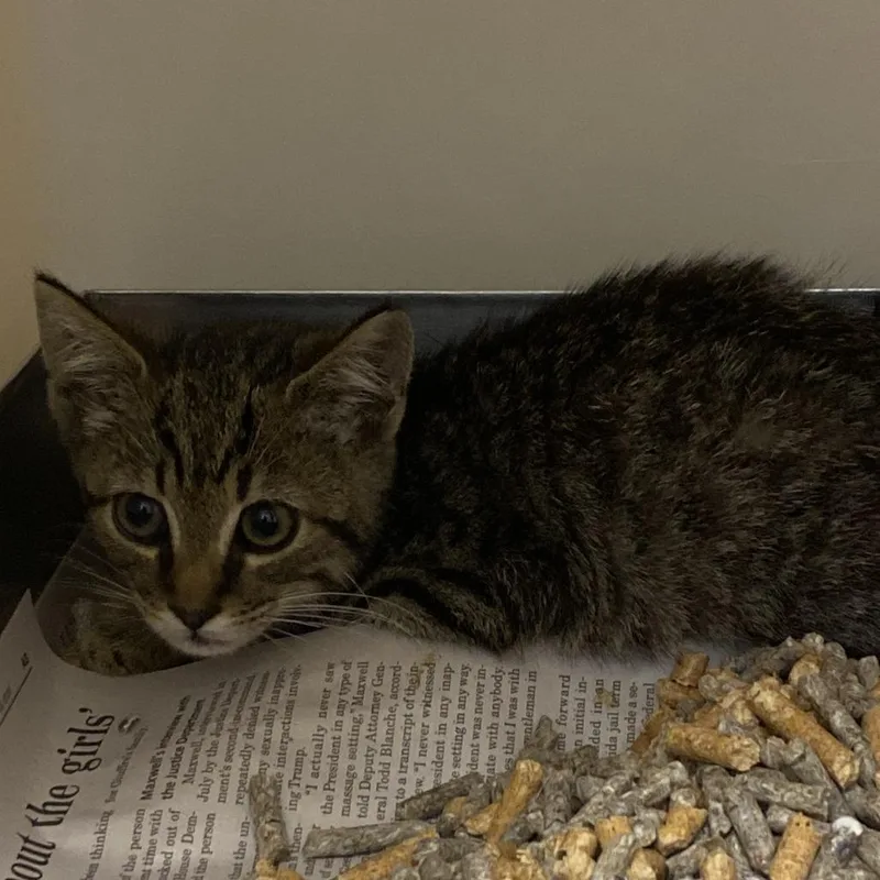A baby small-sized male Brown / Chocolate Domestic Short Hair cat named 71609 for adoption in Harrisonburg, VA