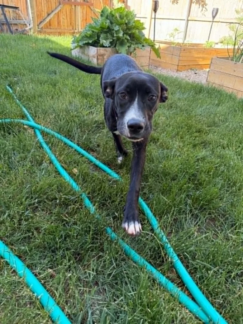 A baby medium-sized female Border Collie dog named Callie for adoption in Boise, ID