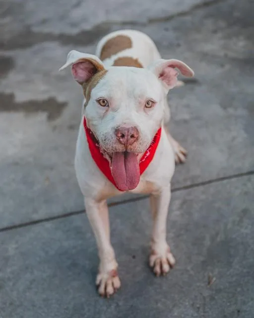A young large-sized male Terrier dog named Jason for adoption in Miami, FL