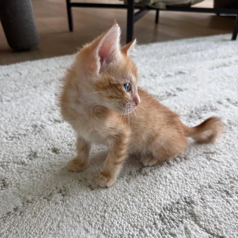 A baby small-sized male Orange / Red Domestic Short Hair cat named Quick Sand for adoption in Austin, TX