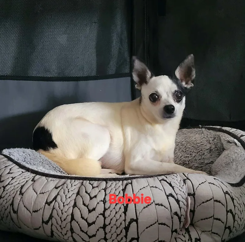 An adult small-sized female Chihuahua dog named Bobbie for adoption in New Port Richey, FL