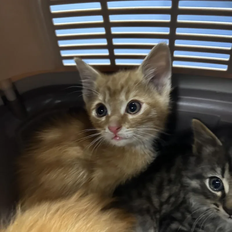 A baby small-sized male Orange / Red Domestic Short Hair cat named Toast for adoption in Greensboro, NC