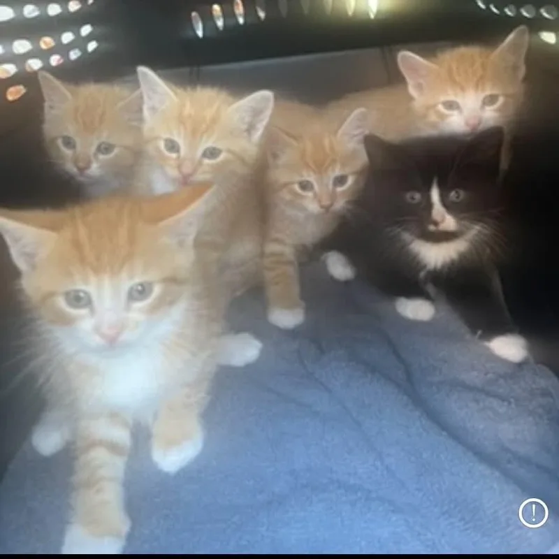 A baby medium-sized male Orange / Red Tabby cat named Monty for adoption in Wyandotte, MI